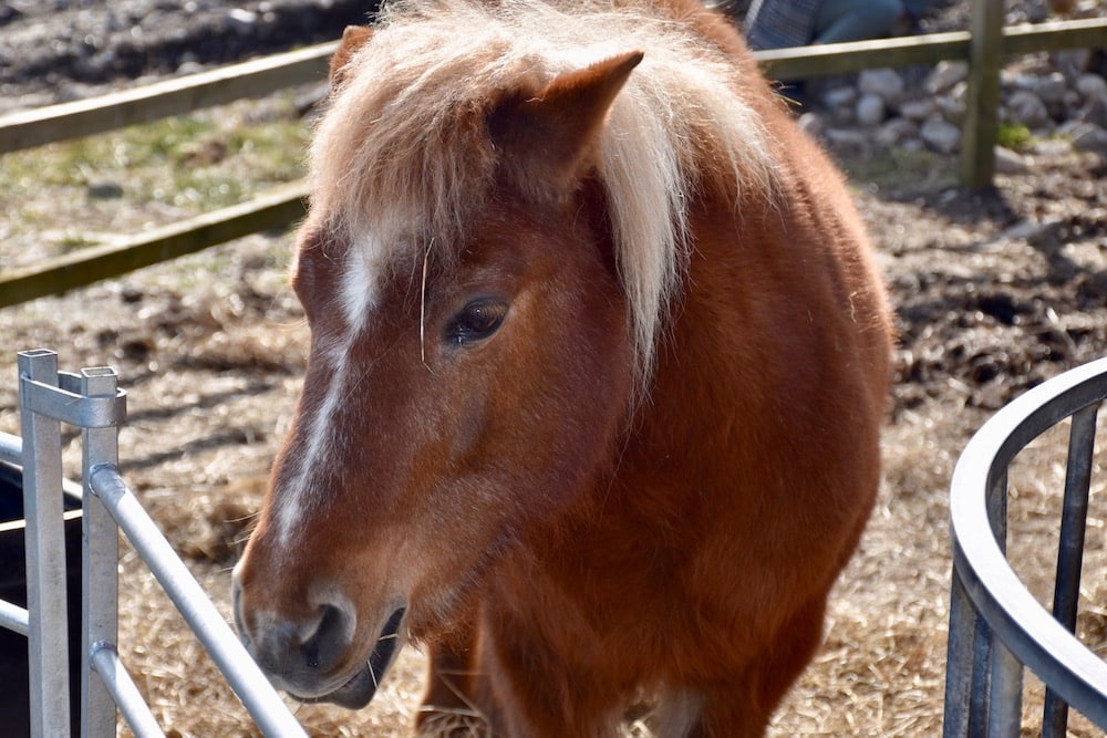 Horse.