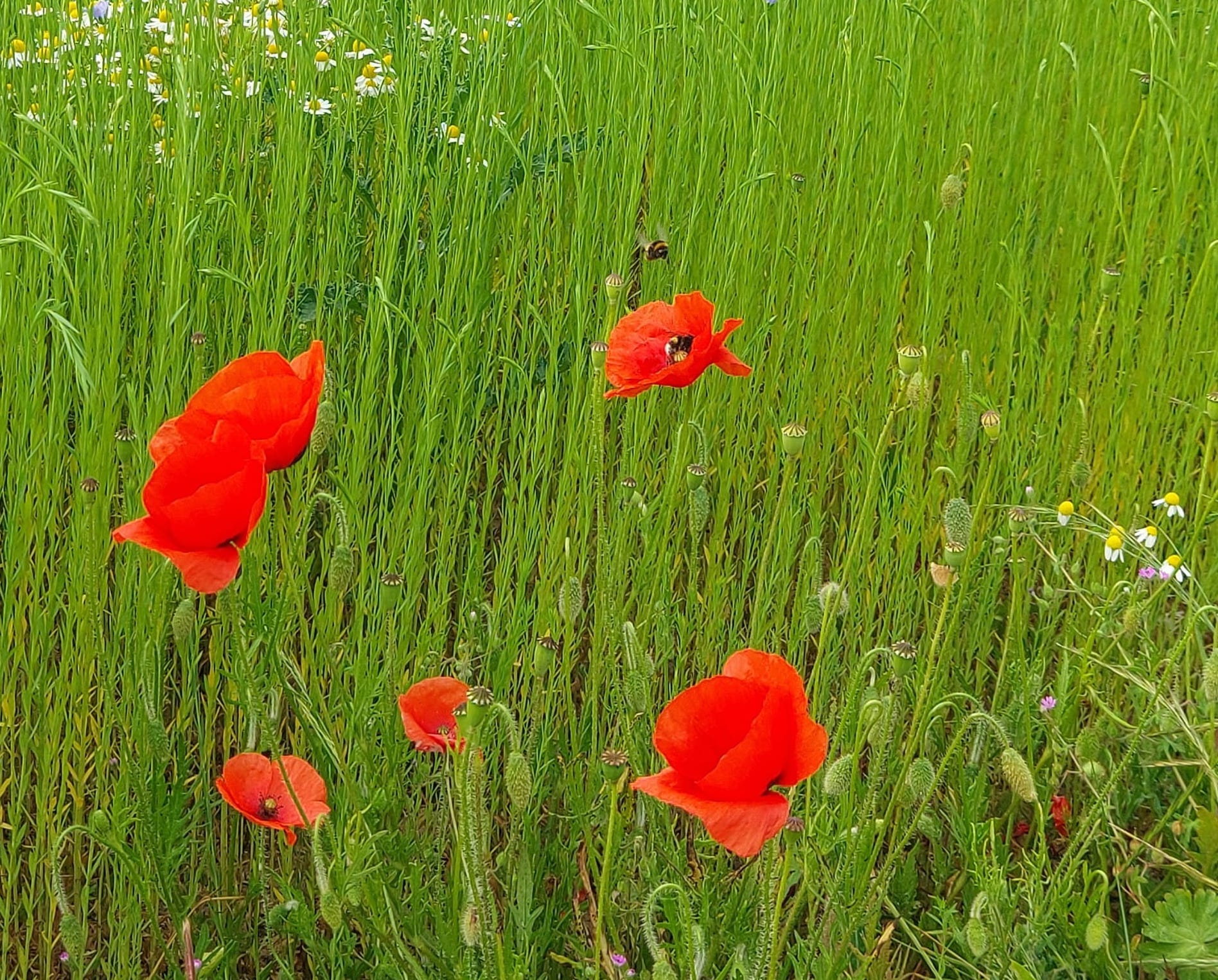 Poppies in a field.