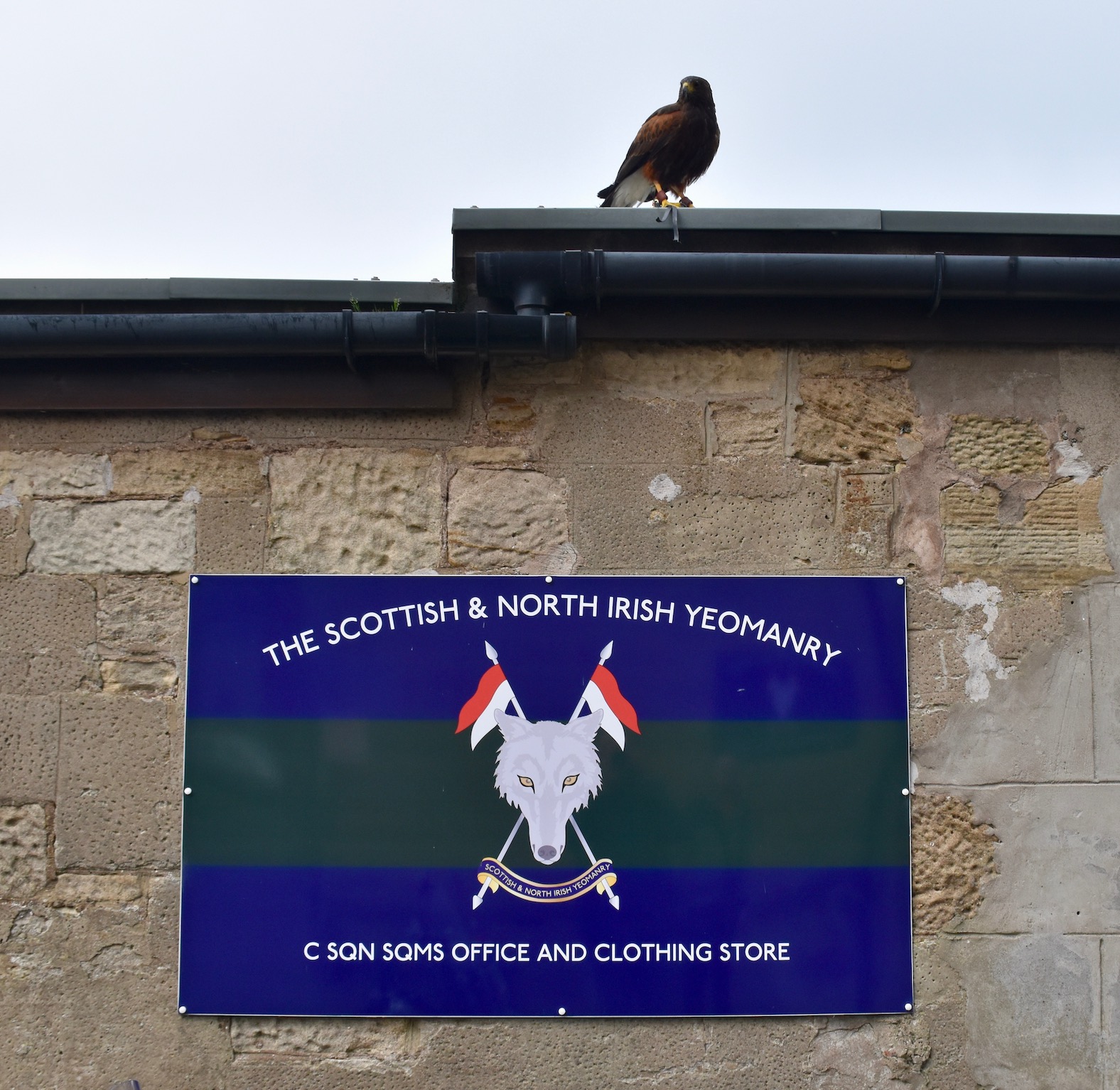 Featured image for “HRFCA’s natural approach to gull control”